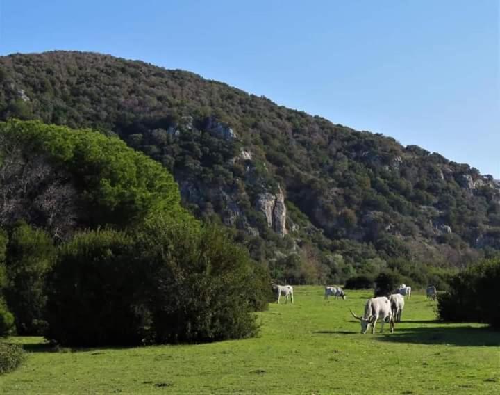 Hotel B&B Rispescia Grosseto Eksteriør bilde