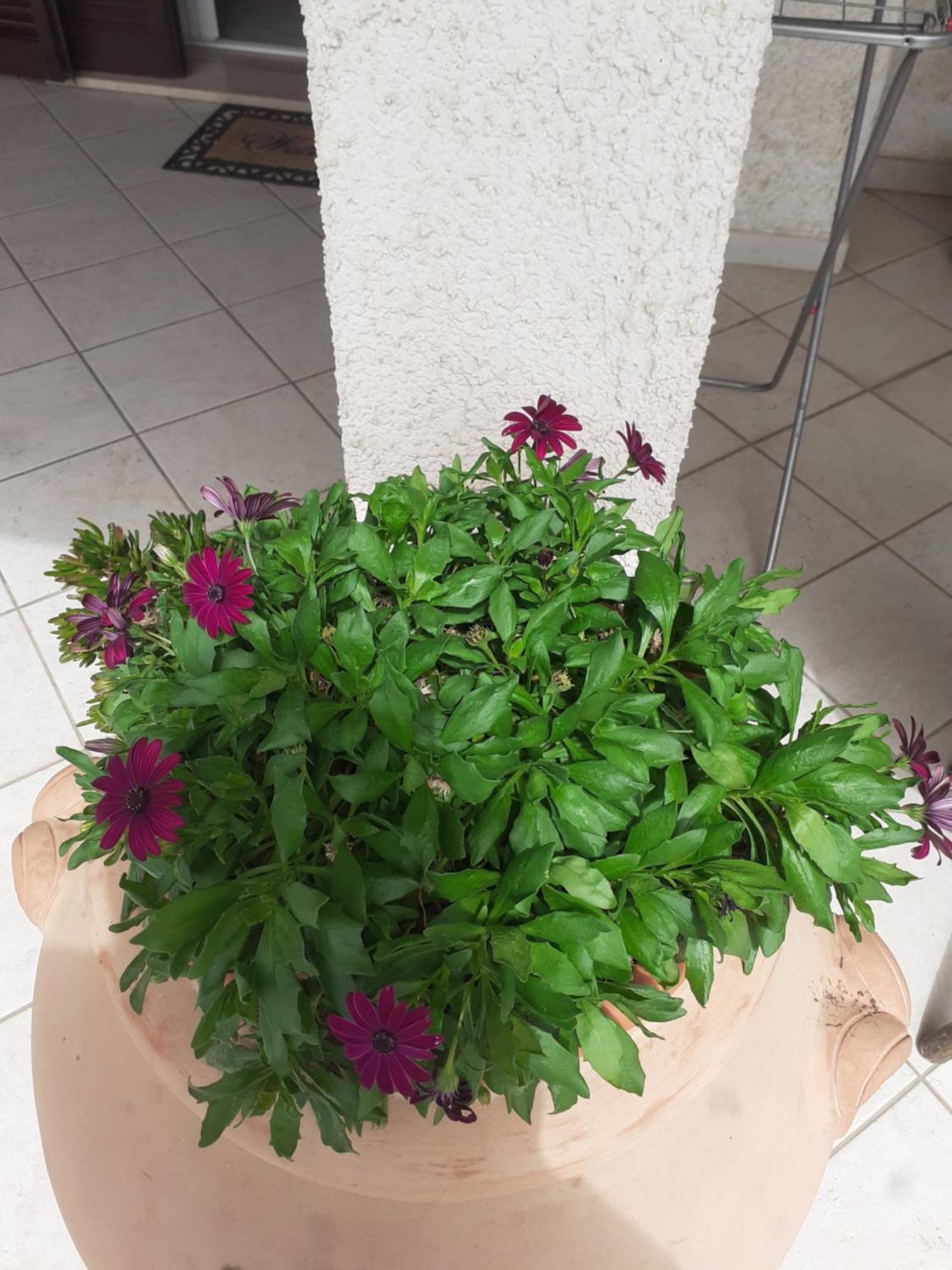 Hotel B&B Rispescia Grosseto Eksteriør bilde